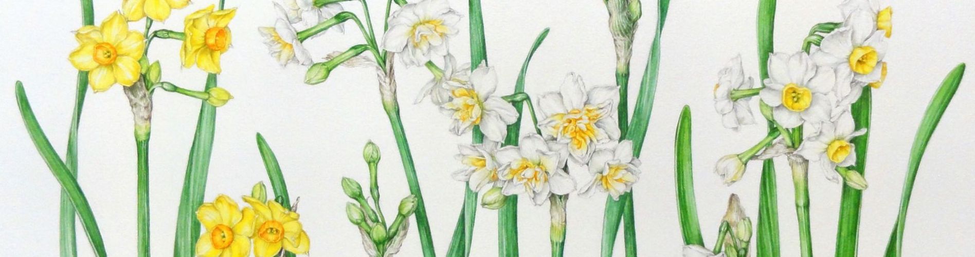 花の棲み家ーボタニカルアート | ボタニカルアート（植物画）は植物のありのままの色や形を精密に描写した絵画です。植物 や絵画を愛好される方にご覧いただければ幸いです。